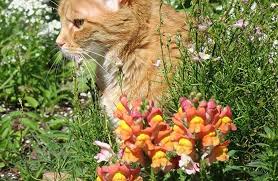 A ginger cat sits amongst colourful flowers in a lush garden setting.